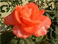 1746823c-Picture 2776.jpg